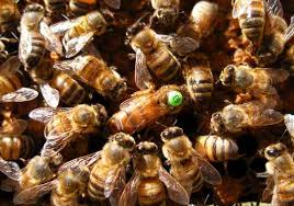 abeille Buckast