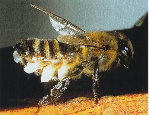 abeille cirière