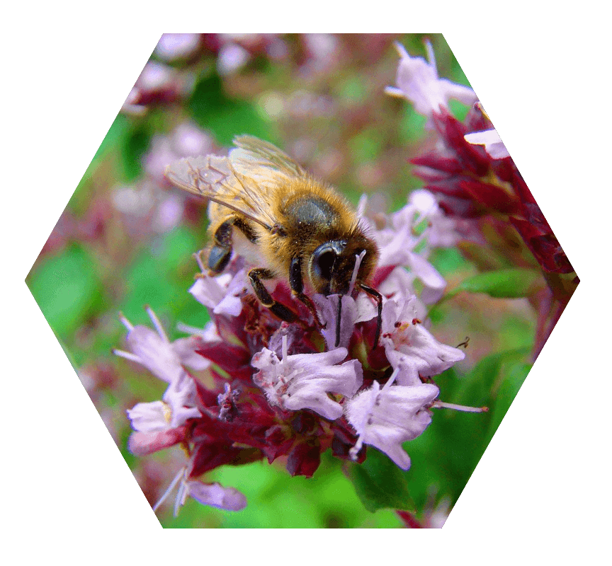 abeille thym