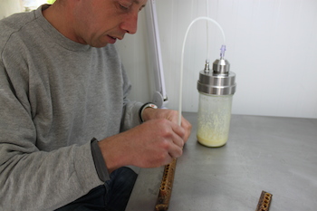 Extraction de la gelée royale