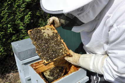 Producteur de miel - le métier d'apiculteur en France.