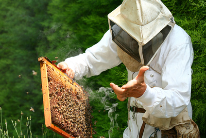 Apiculteur en France découvrant son miel