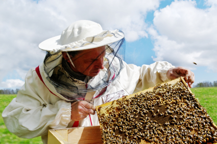 Apiculteur ouvrant la ruche et découvrant le miel