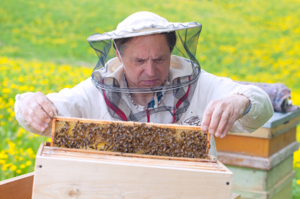 Apiculture, abeille et miel