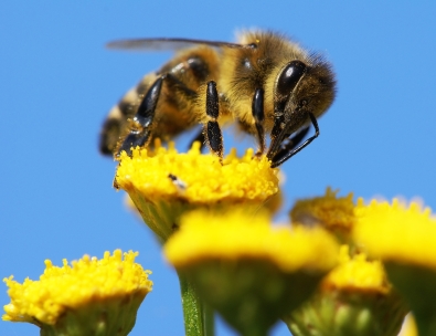 Pollinisation par les abeilles