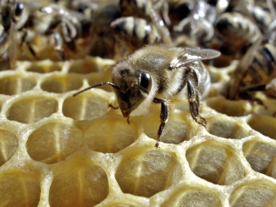 Intérieur de la ruche