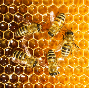 Les abeilles fabriquant du miel