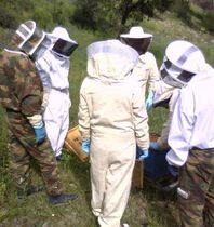 Formation apiculture